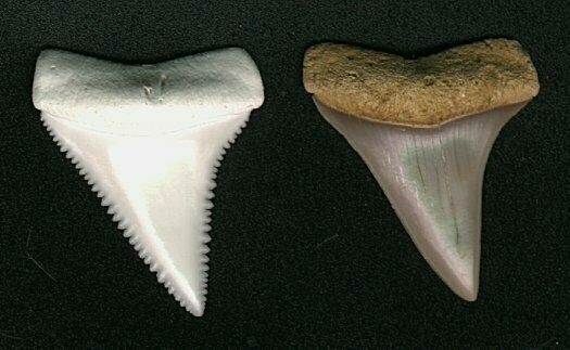 Great White vs. Broad-Toothed Mako tooth.